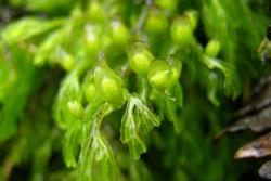 Hymenophyllum multifidum. Indusia with entire margins, bent upwards at 90° to the plane of the frond.  
 Image: L.R. Perrie © Leon Perrie 2004 CC BY-NC 3.0 NZ